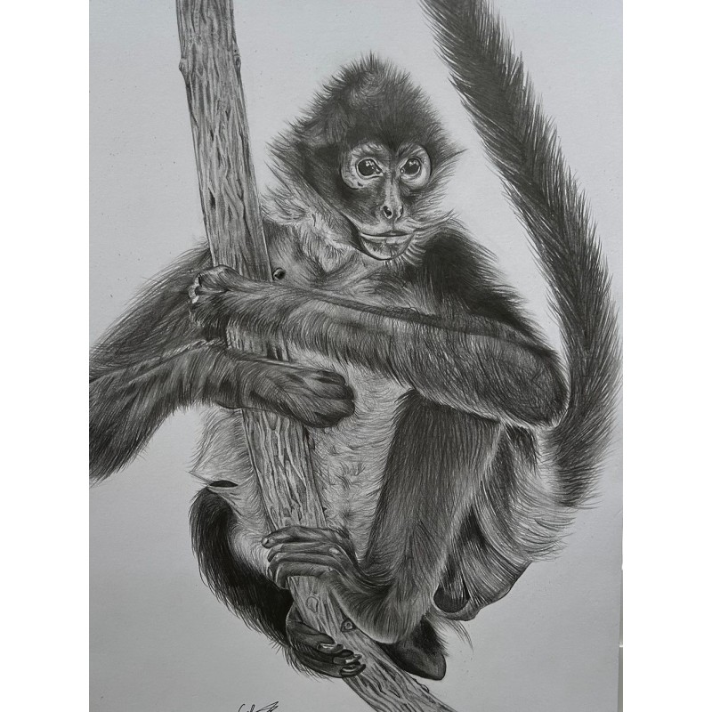 Graphite Monkey Print Graphite Monkey Print