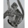 Graphite Monkey Print