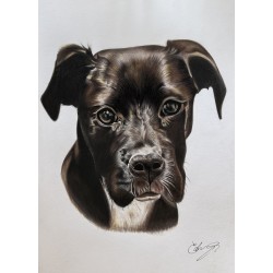 Custom Pet Portrait